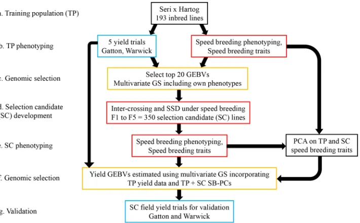 Fig. 1. Schematic of workflow performed in current study beginning with the (a) training population (TP), (b) phenotyping of the TP in the field and under speed breeding (SB) conditions, (c) genomic selection (GS) of parents for the selection candidate (SC