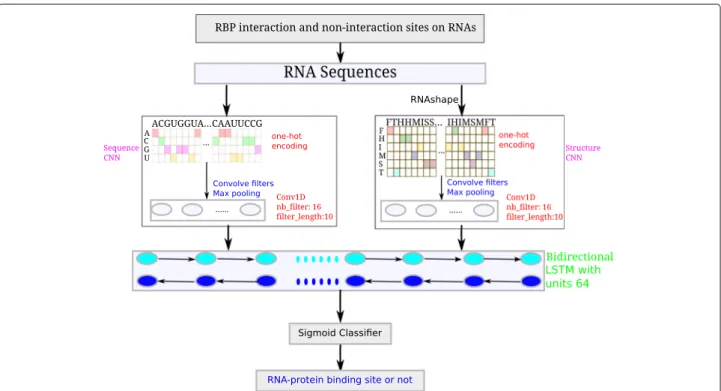 Fig. 1 The flowchart of proposed iDeepS. For each experiment, iDeepS integrates two CNNs (one is for sequences, the other is for structures predicted by RNAshape from sequences) to predict RBP interaction sites and identify binding sequence and structure m