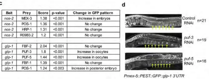 Figure 3.5 A,B) Specific interactions were detected for two full-length                     3´UTRs