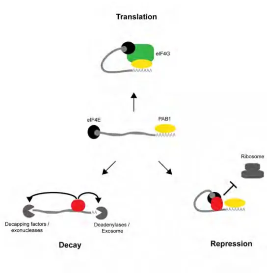 Figure 1.1: Three general states of an mRNA. In the cytoplasm, mRNAs                         primarily exist in three general states: active translation, repression or              decay