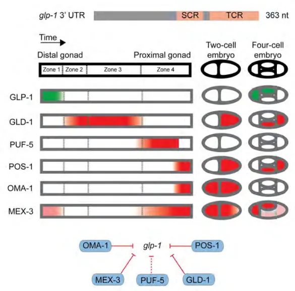 Figure 1.2: Combinatorial regulation of a 3’UTR by RBPs. The                     ​glp-1 3’UTR     contains two    ​cis​ -regulatory regions, SCR and TCR