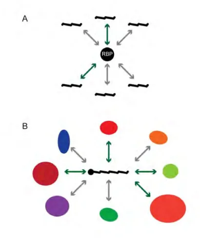 Figure 1.3: Comparison of gene- and protein-centered approaches. There                   are   two   approaches   to   identifying   mRNA-RBP   interactions:  