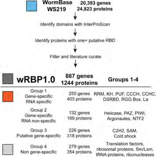 Figure 2.2: wRBP1.0. Pipeline for             ​C. elegans RBP predictions. RBDs were           predicted from WormBase protein annotations then filtered and literature           curated