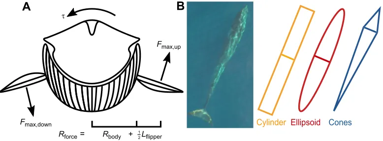 Fig. 1. A simple hydrodynamic model to predict roll performance in fin whales. (A) The whale was modeled as a rigid body and torque (the cross-product between the radius (τ) was calculated asRforce) and the total force produced