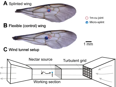 Fig. 1. Wing splint treatments and wind tunnel setup. (A) Experimental