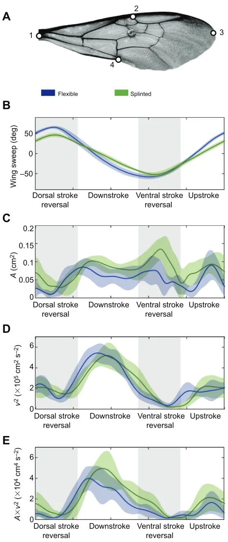 Fig. 3. Wing kinematic data from bumblebee flight trials in laminar airflow,with splinted and flexible wings