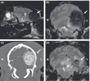 Figure 1. T2-weighted sagittal (A) and T2-weighted transverse (B) MR images and a CT image (C) of a 2-year and 11-month-old male JackRussell Terrier presented for further evaluation of focal seizures and cervical hyperesthesia