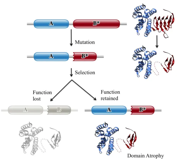 Figure	 1.1	 Schematic	 representation	 of	 domain	 atrophy	 event.	 A	 protein	 with	 a	 particular	 architecture	 comprising	 domains	 A	 and	 B,	 wherein	 domain	 B	 has	 the	 active	 site	 residues,	 undergoes	 mutation	 resulting	 in	 truncation	 of	 