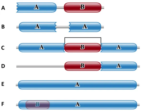 Figure	 1.4	 Failure	 modes	 of	 the	 pipeline.	 Some	 of	 the	 commonly	 observed	 domain	architectures	that	were	classified	as	false-positives	or	failure	modes	by	 the	 pipeline.	 (A)	 Incorrect	 gene	 prediction	 or	 partial	 sequence:	 sequence	 fragme