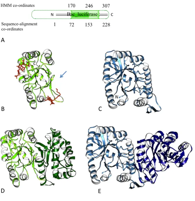 Figure	1.5	N-terminal	end-bounded	atrophy	of	bacterial	luciferase	domain.	