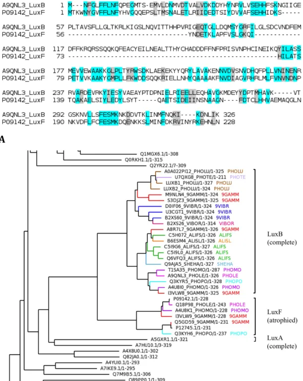 Figure	1.6	Pairwise	sequence	alignments	and	phylogenetic	analysis	of	the	 bacterial	 luciferase	 domains.	 (A)	 The	 luciferase	 B	 subunit	 protein	 luxB	 (UniProt:	 A9QNL3)	 is	 a	 homologue	 of	 luxF.	 Compared	 to	 the	 homologue,	 luxF	 shows	 deletio