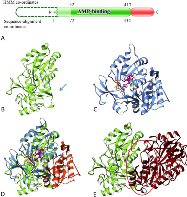 Figure	 1.7	 N-terminal	 end-bounded	 atrophy	 of	 AMP-binding	 domain.	 (A)	 Schematic	 representation	 of	 N-terminal	 AMP-binding	 domain	 (Pfam:	 PF00501,	 green)	 and	 the	 AMP-binding	 C-terminal	 domain	 (AMP-binding_C2,	 Pfam:	