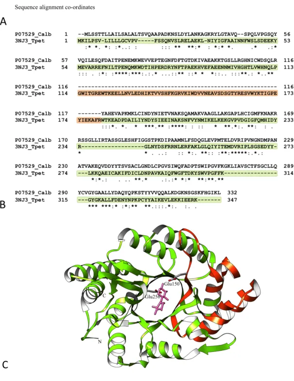 Figure	 1.11	 Within-domain	 atrophy	 of	 glyco_hydro_10	 domain.	 (A)	 Schematic	 representation	 of	 glyco_hydro_10	 domain	 from	 C.	 albidus	  endo-1,4-beta-xylanase	(UniProt:	P07529).	(B)	Pairwise	sequence	alignment	shows	amino	 acids	 in	 T.	 petroph