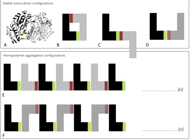 Figure	 1.12	 Homo-dimeric	 interactions	 of	 atrophied	 domains.	 Illustrations	 show	 the	 various	 modes	 of	 possible	 homo-dimeric	 interactions	 involving	 atrophied	interfaces.	(A)	The	homo-dimeric	interactions	of	atrophied	N-terminal	 AMP-binding	d