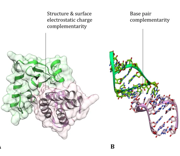 Figure	 2.1	 Schematic	 representations	 of	 protein-protein	 interactions	 and	 RNA-RNA	 interactions.	 (A)	 Proteins	 interact	 through	 shape,	 hydrophobic	 and	 electrostatic	complementarity,	while	(B)	RNA	mainly	interacts	through	base	pair	 complement