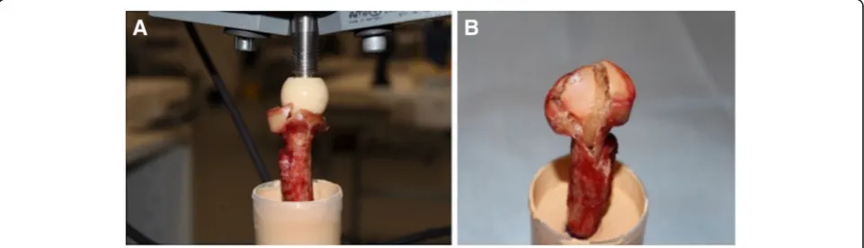 Fig. 3 Proximal radius after axial load was applied (a) resulting in a radial neck and head fracture (b)