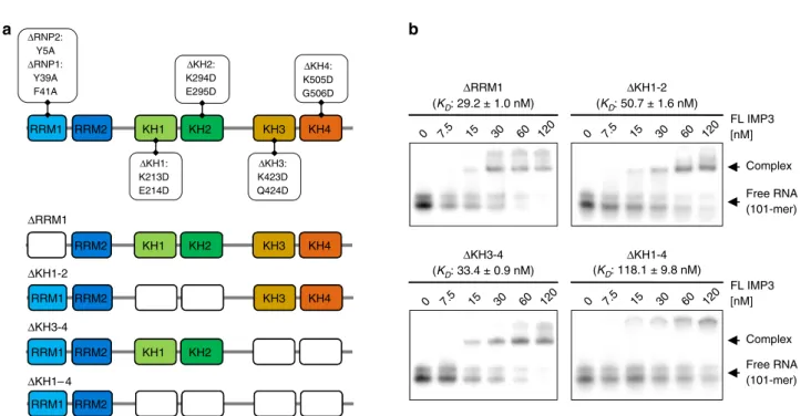 Fig. 5 RNA recognition mode of the IMP3 RRM1 –2 tandem domain. a IMP3 RRM1–2 function as tandem in solution