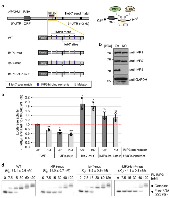 Fig. 7 SELEX-derived consensus array in natural IMP3 targets. a For four selected 3 ′-UTRs (RPL32 as a negative control and SLC6A14, UHMK1, and HMGA2 as IMP3 targets) and exon 29 of ANKRD17, the iCLIP-tag distribution of IMP3 in HepG2 cells (above the hori