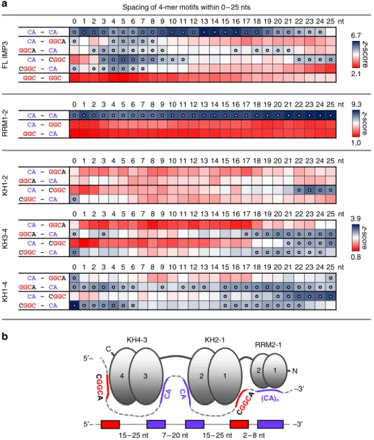 Fig. 2 Spacing analysis reveals a consensus array of IMP3-binding motifs. a Enrichment of motif combinations with spacing between 0 and 25 nts for the full-length IMP3 (top), and RRM1 –2 (middle), KH1–2, KH3–4, and KH1–4 domains (bottom), measured by a z-s
