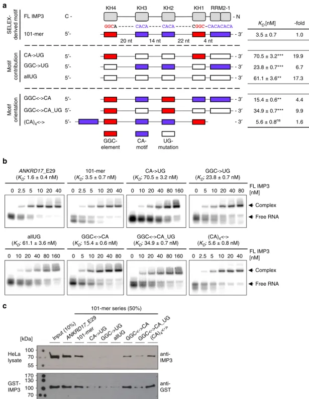 Fig. 3 Validation of the SELEX-derived array of IMP3-binding motifs: mutational analysis