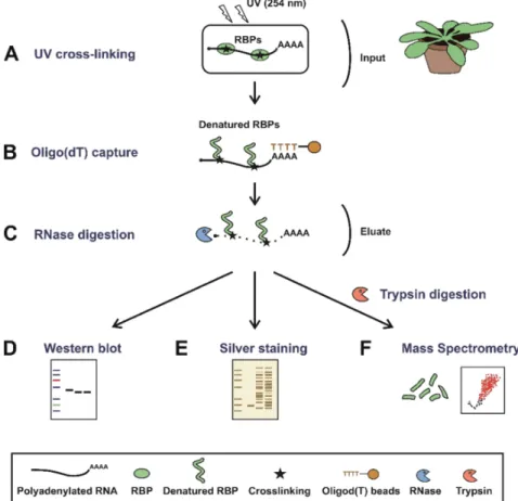 Figure 1. Schematic representation of plant RNA interactome capture (ptRIC). Mature plants (leaves) are irradiated with UV light at 254 nm to promote crosslinking between RNAs and proteins that are in intimate contact (A)