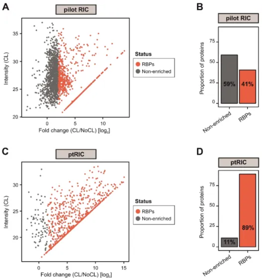 Figure 2. Development of plant RNA interactome capture (ptRIC), an improved RIC protocol to isolate RNA-binding proteins (RBPs) actively bound to RNA from leaf tissue