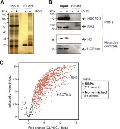 Figure 3. Identification and validation of Arabidopsis leaf RNA-binding proteins (RBPs) using plant RNA interactome capture (ptRIC)