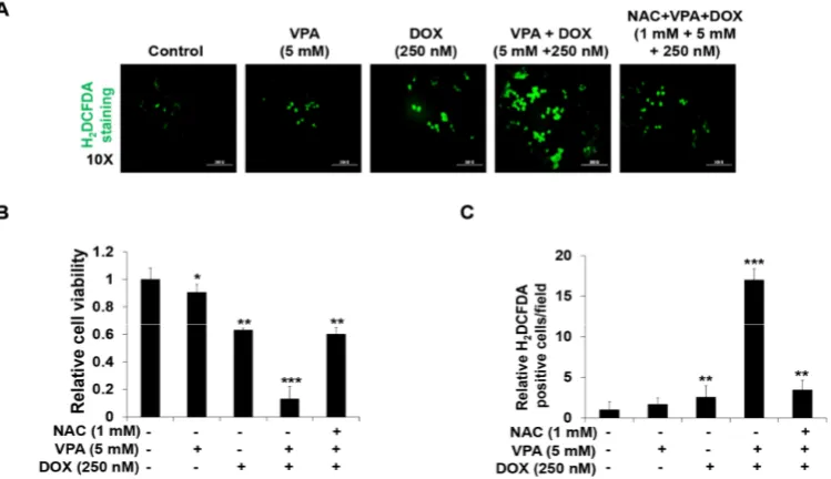 Figure 3. Combination treatment of valproic acid (VPA) and doxorubicin (DOX) synergistically diacetate (Henhanced reactive oxygen species (ROS) generation in HepG2 cells