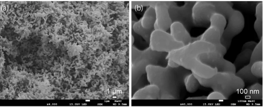 Figure 5. SEM images of porous NiMo samples annealed at 950oC after 2000 CV cycles. 