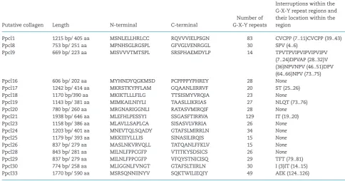 Figure 1. Molecular phylogeny oframosaNumbers shown next to the branches are the percentage of replicate trees in which the associated taxa clustered together in the bootstrap test (500 replicates)