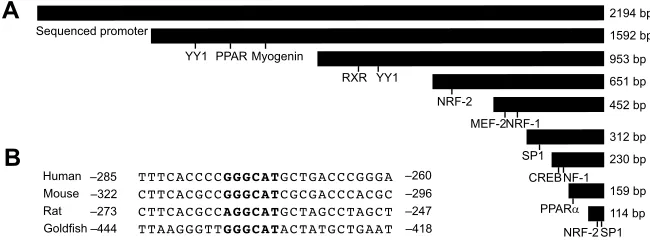 Fig. 1. Goldfish cytochrome cisoform 1 (putative binding sites are identified in relation to thedeletion mutants used in transfection analyses