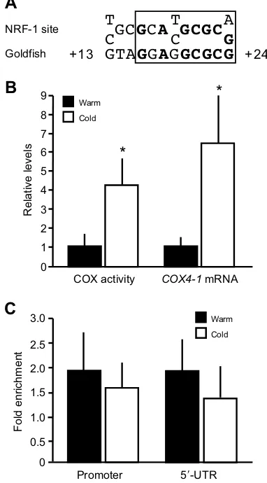 Fig. 5. COX activity and temperature effects on NRF-1 enrichment.(A) Comparison of the NRF-1 consensus element and a putative NRF-1 site onpromoter and 5control (ChIP lacking NRF-1 antibody) and presented as +s.d