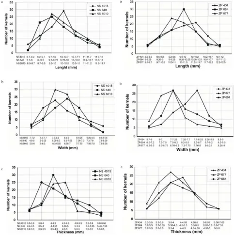 Fig. 2. Frequency distribution curves of seed dimensions ( mm) ofthree ZP corn hybrids: a – length, b – width, c – thickness.