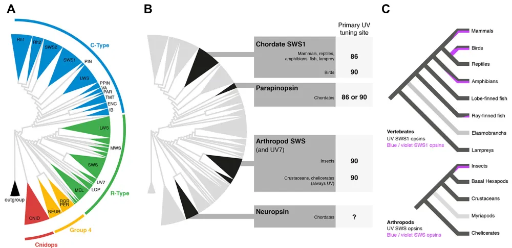 Fig. 2. Ultraviolet opsins. (A) Phylogeny of metazoan opsin sequences based on Porter et al