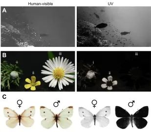 Fig. 4. Examples of uses for UV light in nature.