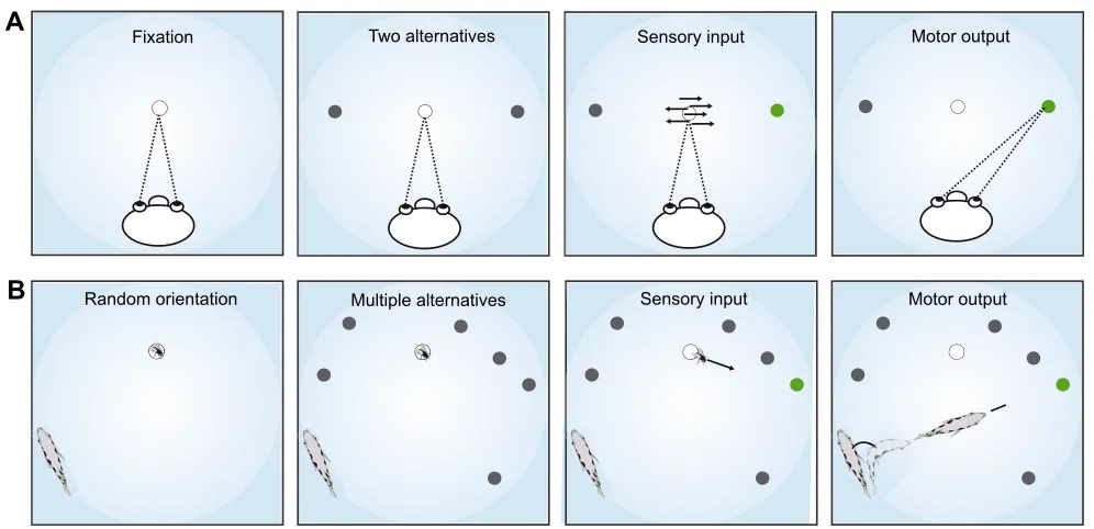 Fig. 1. Archerfish multidimensional decision-making. Mechanisms of decision-making are typically studied in trained forced-choice tasks with twoalternatives