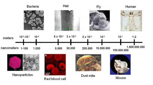 Figure  1.1  Scale  in  nanometres  and  meters  comparing  the  size  of  nanoparticles  with  different  things found in nature