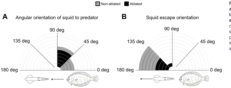 Fig. 6. Angular orientation of squid (θ)