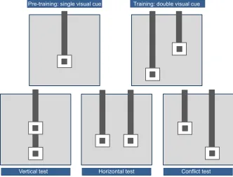 Fig. 1. Training and experimental procedure.Top: training procedures. Pre-training: single visualcue; training: double visual cue in the ‘45 deg–up/right’ configuration