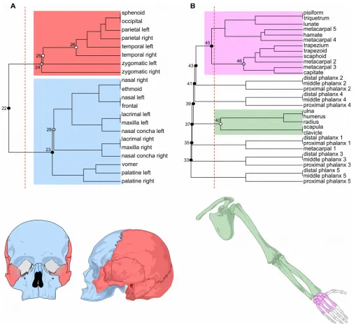 Figure 2. Modules identified with GTOM in the human skull (A) and upper limb networks (B)