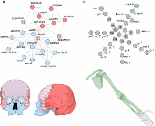 Figure 3. Modules identified with OSLOM in the human skull (A) and upper limb networks (B)