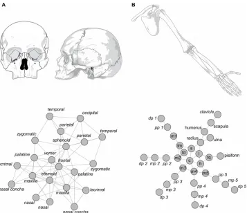 Figure 1. Network models of the skull (A) and of the upper limb (B). The first feature that catches the eye is the