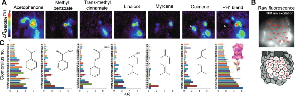 Fig. 1. Each component and the complete PH1 blend elicits unique patterns of activity across glomeruli using calcium imaging of projection neurons inthe antennal lobe