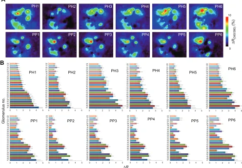 Fig. 4. Projection neuron responses to artificial blends. (A) Calcium imaging responses (animal