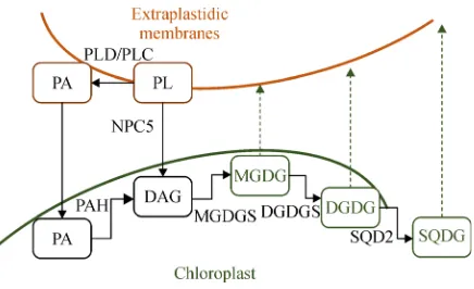 Fig. 3Leaf lipid remodeling in response to growth at low soilphosphorus. PL, phospholipids; PLD, phospholipiase D;PLC, phospholipiase C; NPC5, non-speciﬁc phospholipiase C5;PA, phosphatidic acid; PAH, phosphatidic acid phosphohy-drolase; DAG, diacylglycerol; MGDG, monogalatosyldiglycerol;MGDGS, monogalactosyl diacyglycerol synthase; DGDG, di-galactosyldiacyglycerol; DGDGS, digalactosyldiacyglycerolsynthase; SQD2, sulfolipid synthase; SQDG, sulphoquinovosyl-diglyceride.