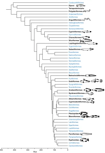 Fig. 1. Amphibious fishes are present in manyosteichthyan orders, suggesting multipleevolutionary origins of the ability to surviveout of water