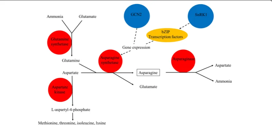 Fig. 1 Diagram representing the metabolic enzymes (red circles), regulatory protein kinases (blue circles) and transcription factors (yellow oblong)at the heart of the asparagine metabolism network