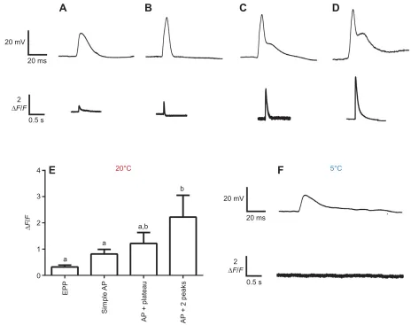 Fig. 3. Relationship between electrical potentials and Ca2+(E) Average Ca transients from muscle fibers in the extensor tibialis