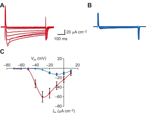 Fig. 4. Effects of low temperature on Ca2+ currents in muscle fibers of theextensor tibialis