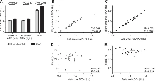 Fig. 1. Resting state contraction rates of the antennal accessory pulsatile organs (APOs) and the heart of mosquitoes